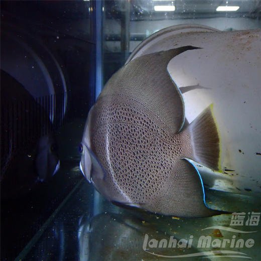 美国灰仙 商品图1