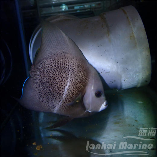 美国灰仙 商品图3