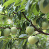 【新品上市 顺丰直邮】福建·古田 油奈桃形青李 当季新鲜水果 现摘现发 酸甜爽口 商品缩略图3