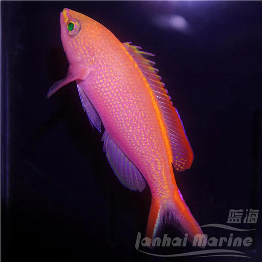 燕尾宝石 商品图4