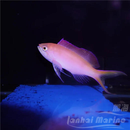 紫罗兰 商品图2