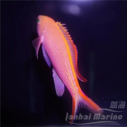 燕尾宝石 商品图3