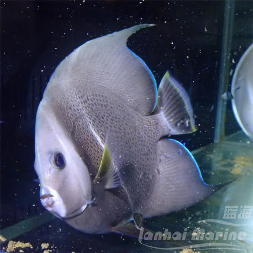 美国灰仙 商品图4