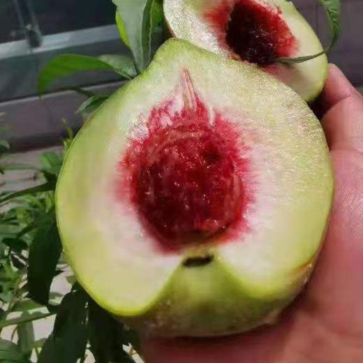 连南瑶乡鹰嘴桃10斤 商品图1