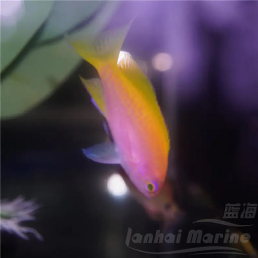 马代双斑宝石 母 商品图3