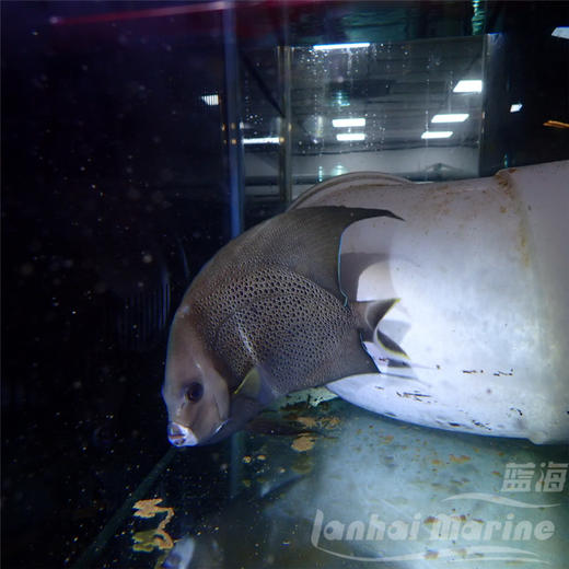 美国灰仙 商品图6