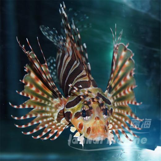 短狮子 商品图5