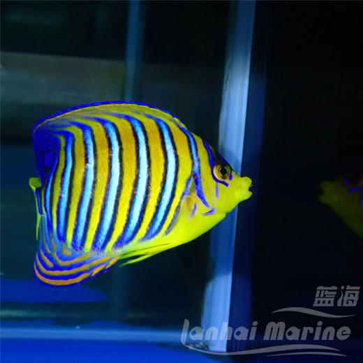 红海金毛巾 商品图2