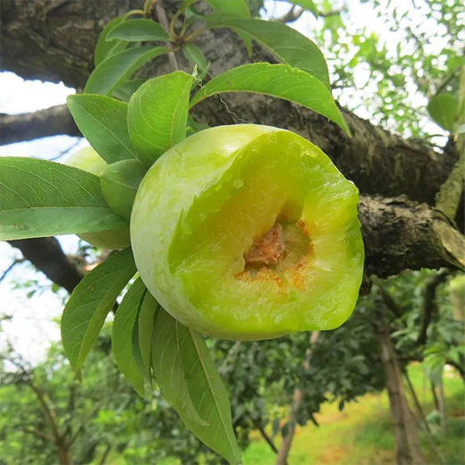 【新品上市 顺丰直邮】福建·古田 油奈桃形青李 当季新鲜水果 现摘现发 酸甜爽口 商品图2