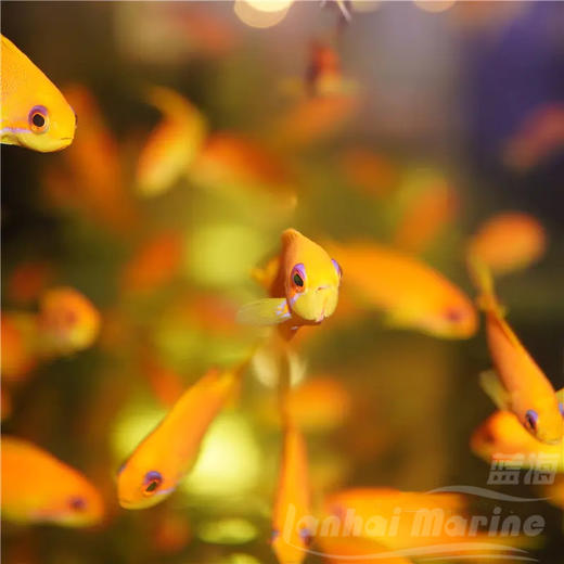 印度洋蓝眼宝石 母 商品图5