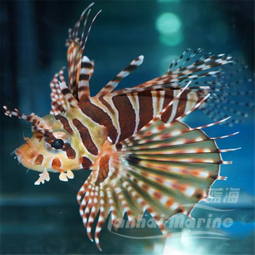 短狮子 商品图3