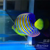 红海金毛巾 商品缩略图5