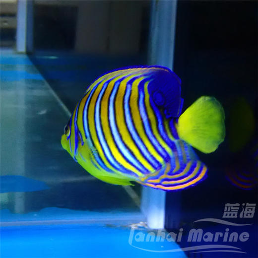 红海金毛巾 商品图5