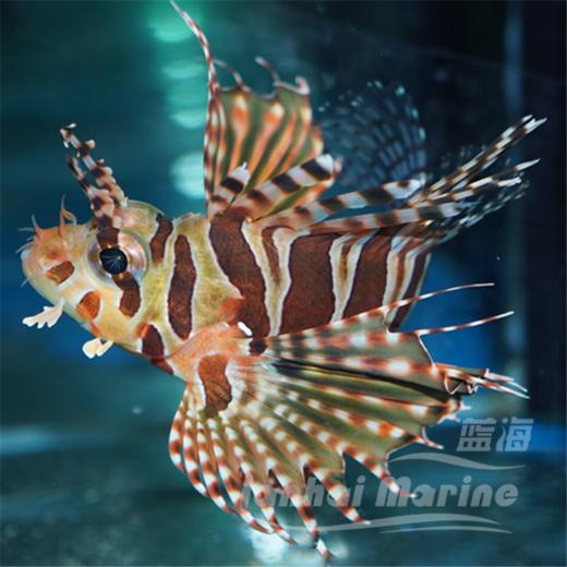 短狮子 商品图4