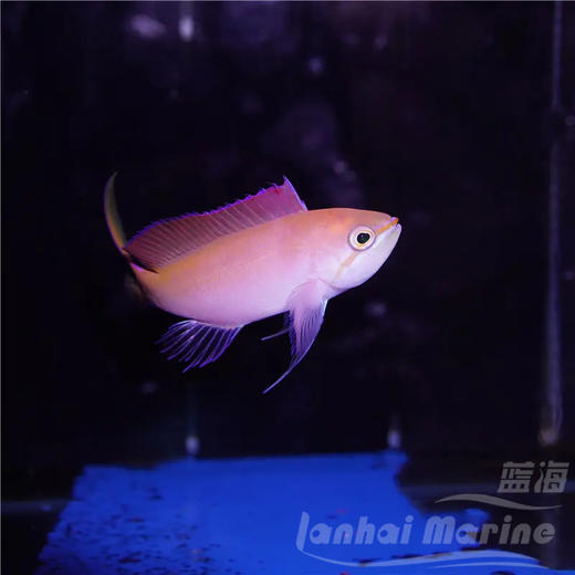 紫罗兰 商品图4