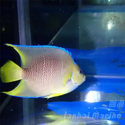 美国蓝仙 商品图6