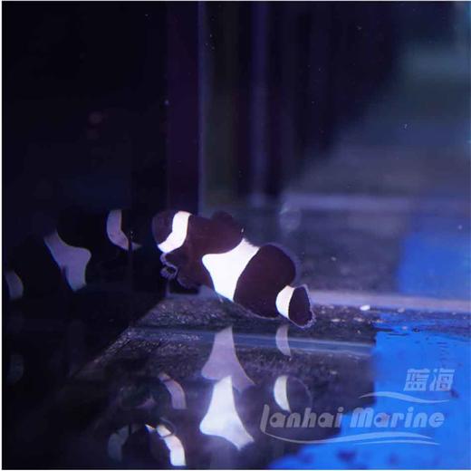 人工澳黑-黑嘴 商品图4