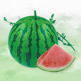 [庭院种子] 花皮红肉大西瓜种子"早佳8424"