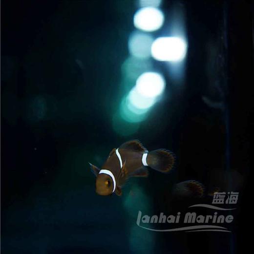 人工透红小丑 断纹 商品图1