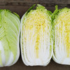 [庭院种子] 秋播大白菜种子 "黄健70" 商品缩略图0