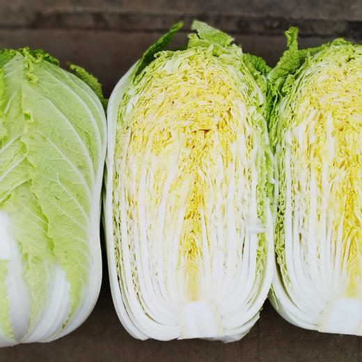 [庭院种子] 秋播大白菜种子 "黄健70" 商品图0