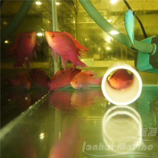 紫后 公 商品图5