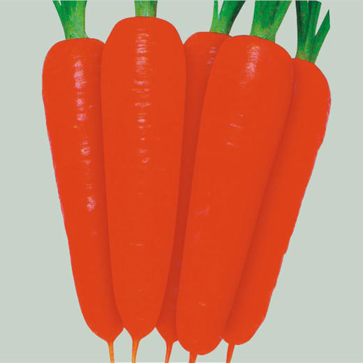 [专业种子] “红圣88”胡萝卜种子 商品图0