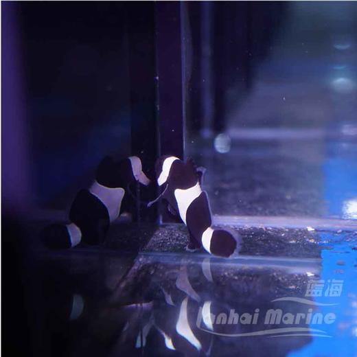 人工澳黑-黑嘴 商品图1