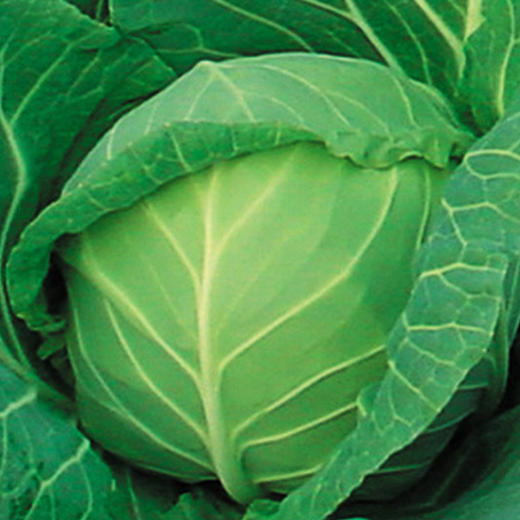 [专业种子] “丹麦王子”甘蓝种子 商品图0