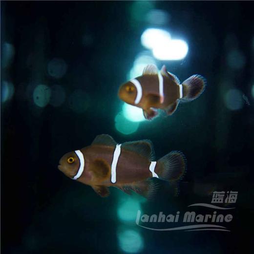 人工透红小丑 断纹 商品图9