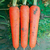 [专业种子] “红都601”胡萝卜种子 商品缩略图0