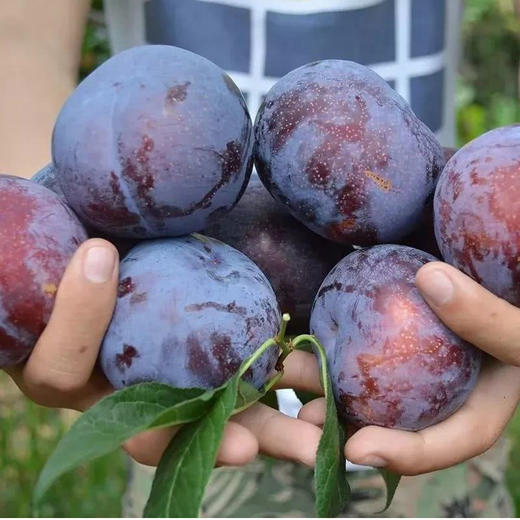 黑巨里（黑布林） 商品图1