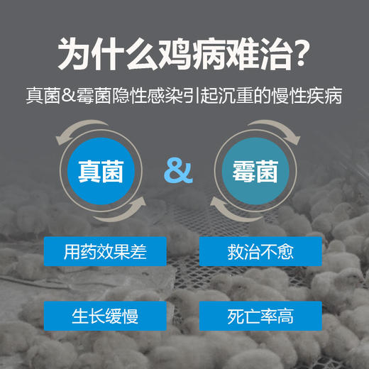 【真菌净】鸡鸭鹅鸽禽用去霉菌真菌白色念珠菌输卵管炎纯植物提取无药残留100g/袋 商品图2