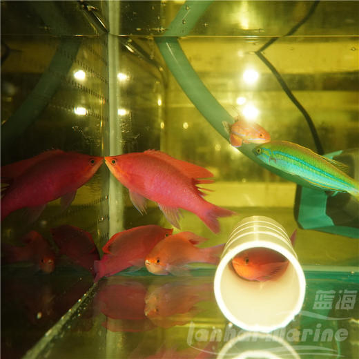 紫后 公 商品图3