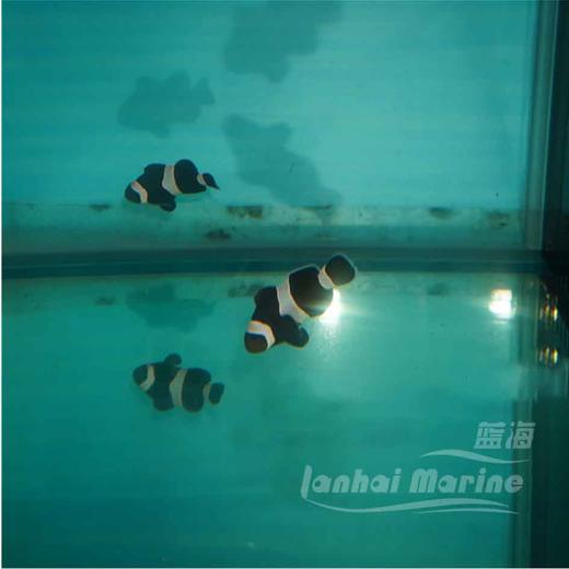 人工澳黑-黑嘴 商品图3