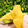 云南鹰嘴芒优级果 9斤普通装 商品缩略图0