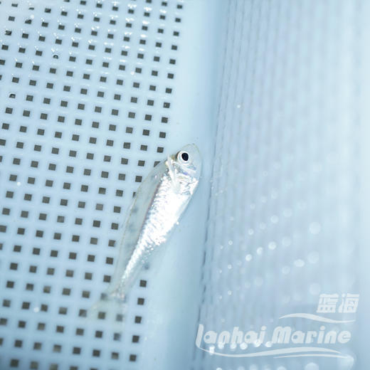双边鱼-群游 商品图2