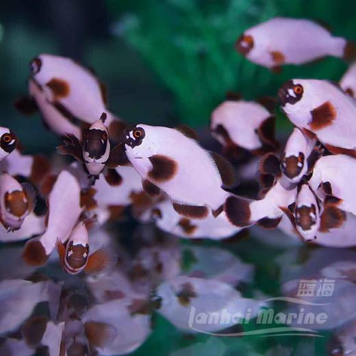 人工金砖透红小丑 商品图4