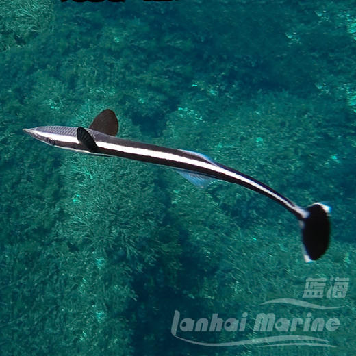 吸盘鲨 商品图1