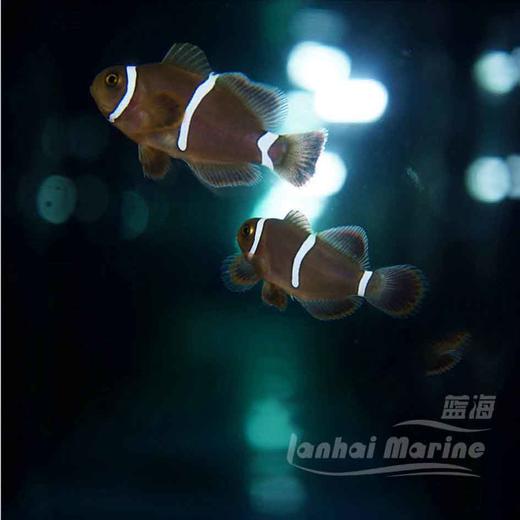 人工透红小丑 断纹 商品图3