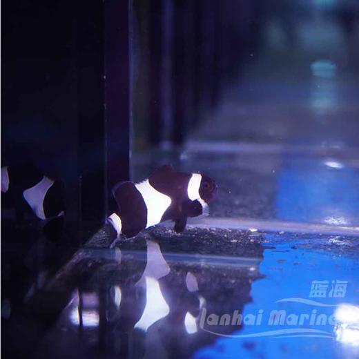 人工澳黑-黑嘴 商品图2