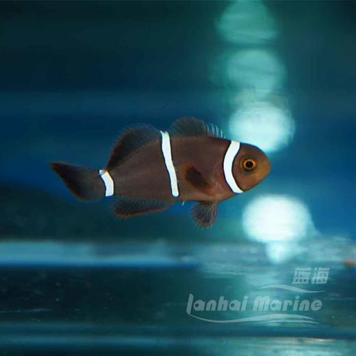 人工透红小丑 断纹 商品图2