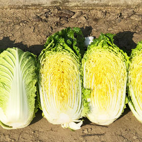 [庭院种子] 越冬大白菜种子 "冬日之星"