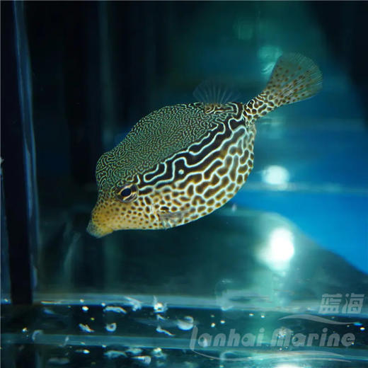 花木瓜 会放毒 商品图2