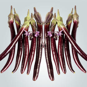 [庭院种子] 美味杭茄种子 "日升长茄"