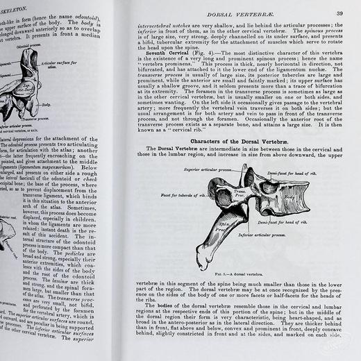 【中商原版】格氏解剖学 英文原版 Gray's Anatomy Henry Gray 商品图6