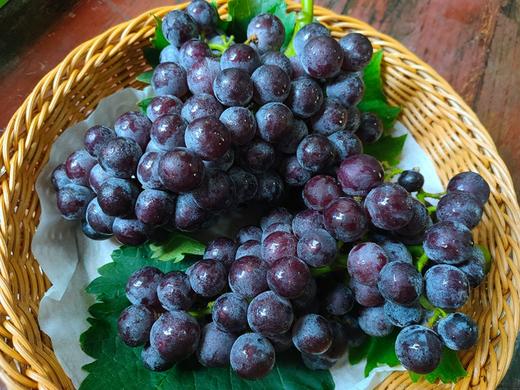 【基地特供】红富士葡萄 约500克 商品图1