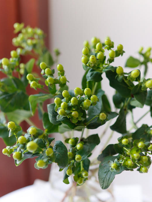 【周四秒杀】清凉绿色相思豆十枝39.8元 商品图2