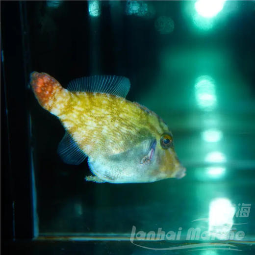 红尾炮弹 商品图3