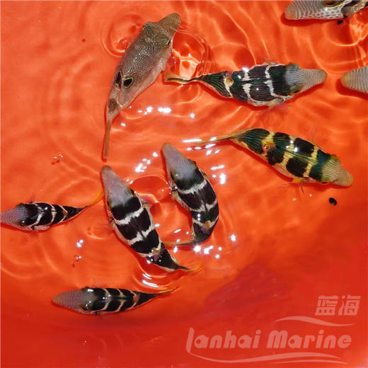 日本婆 商品图3